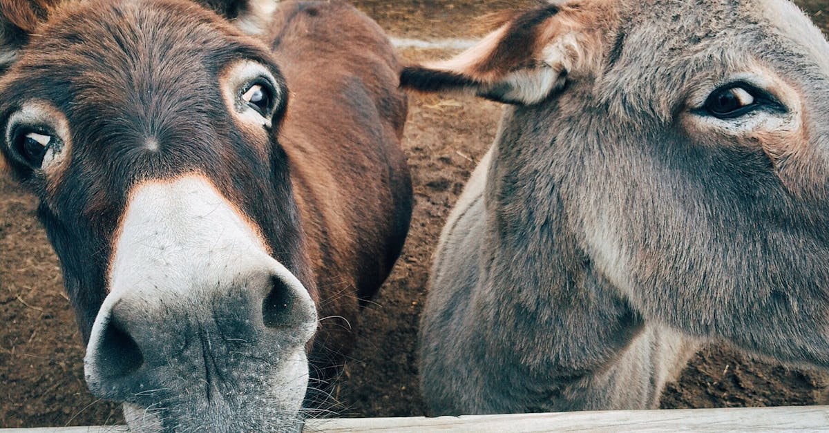 découvrez l'univers fascinant des animaux : informations, curiosités et conseils pour mieux comprendre et protéger la faune qui nous entoure.